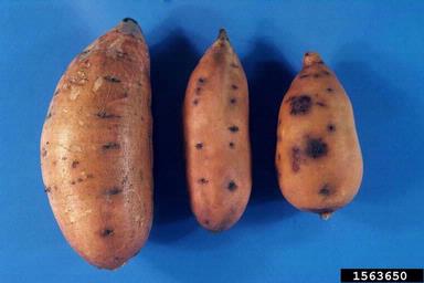 asphyxiation (  ) on sweetpotato (Ipomoea batatas ) - 1563650
