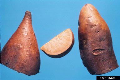 boron deficiency (  ) on sweetpotato (Ipomoea batatas ) - 1563665