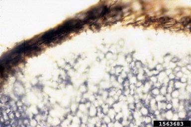 edema (  ) on sweetpotato (Ipomoea batatas ) - 1563683