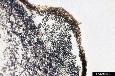 edema (  ) on sweetpotato (Ipomoea batatas ) - 1563685