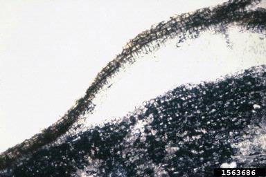 edema (  ) on sweetpotato (Ipomoea batatas ) - 1563686