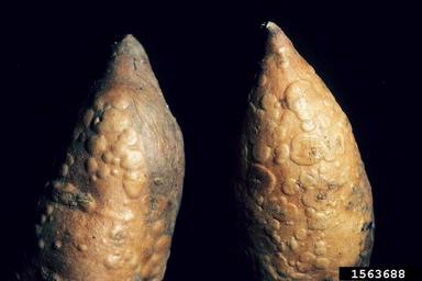edema (  ) on sweetpotato (Ipomoea batatas ) - 1563688