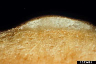 edema (  ) on sweetpotato (Ipomoea batatas ) - 1563691