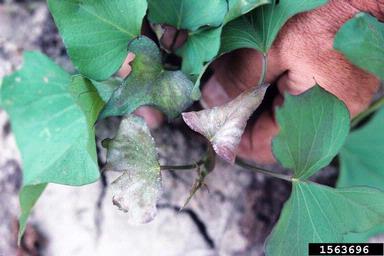 Gibberella canker (Gibberella baccata ) on sweetpotato (Ipomoea batatas ) - 1563696