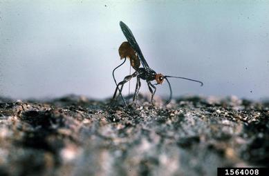 Braconid wasp (Coeloides vancouverensis ) on Douglas-fir beetle (Dendroctonus pseudotsugae ) - 1564008