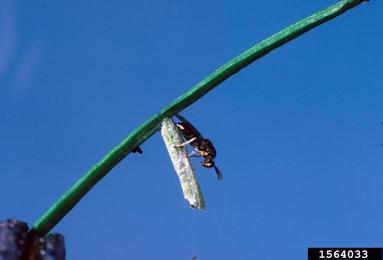 Eulophid wasp (Dicladocerus westwoodii ) on larch casebearer (Coleophora laricella ) - 1564033