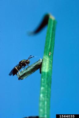 Eulophid wasp (Dicladocerus westwoodii ) on larch casebearer (Coleophora laricella ) - 1564035