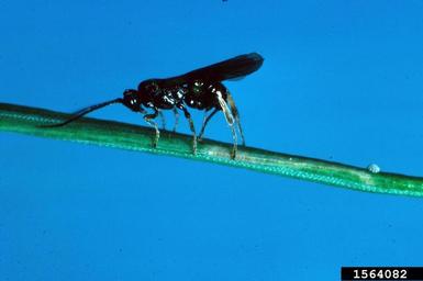 larch casebearer parasitic wasp (Agathis pumila ) on larch casebearer (Coleophora laricella ) - 1564082