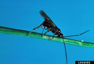 larch casebearer parasitic wasp (Agathis pumila ) on larch casebearer (Coleophora laricella ) - 1564085