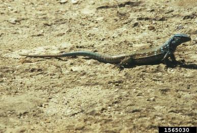 Bonaire whiptail lizard, Cnemidophorus murinus  (Squamata: Teiidae) - 1565030