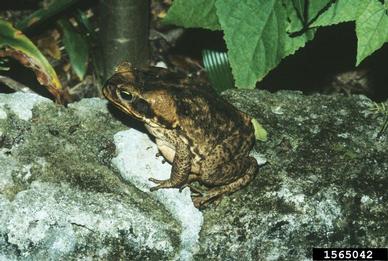 cane toad, Rhinella marina  (Anura: Bufonidae) - 1565042