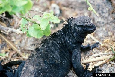 Marine Iguana, Amblyrhynchus cristatus  (Squamata: Iguanidae) - 1565054