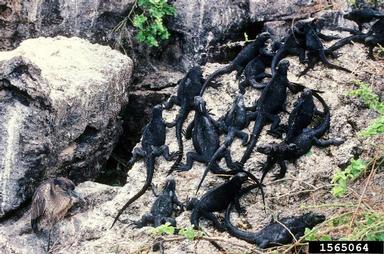 Marine Iguana, Amblyrhynchus cristatus  (Squamata: Iguanidae) - 1565064