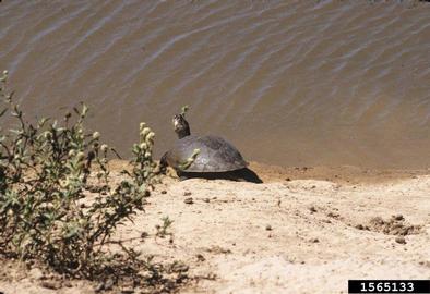 Savanna side-necked turtle, Podocnemis vogli  (Testudines: Pelomedusidae) - 1565133