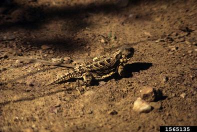 Horned Lizards, Phrynosoma spp.  (Squamata: Phrynosomatidae) - 1565135