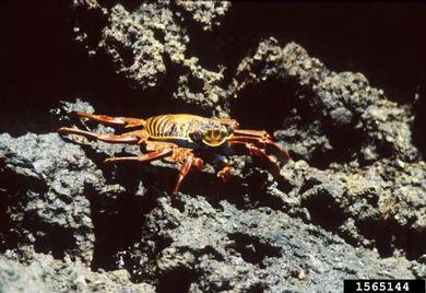 Sally Lightfoot crab, Grapsus grapsus  (Decapoda: Grapsidae) - 1565144