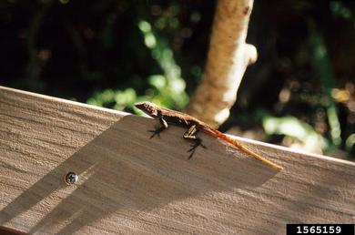 Bermuda Rock Lizard, Plestiodon longirostris  (Squamata: Scincidae) - 1565159
