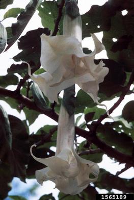 angel's-trumpet, Brugmansia x candida  (Solanales: Solanaceae) - 1565189