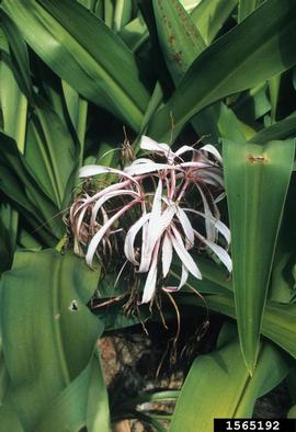 Giant White Crinum Spider Lily, Crinum amabile  (Liliales: Liliaceae) - 1565192