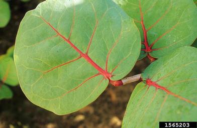 seagrape, Coccoloba uvifera  (Polygonales: Polygonaceae) - 1565203