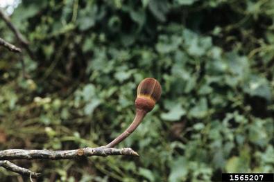 kapoktree, Ceiba pentandra  (Malvales: Bombacaceae) - 1565207