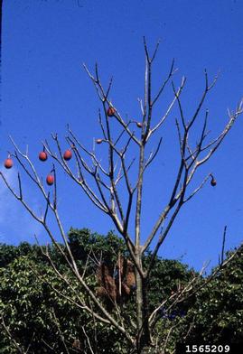 kapoktree, Ceiba pentandra  (Malvales: Bombacaceae) - 1565209