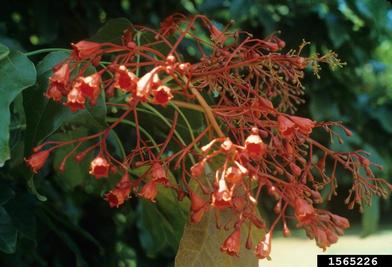 flame bottletree, Brachychiton acerifolius  (Malvales: Sterculiaceae) - 1565226