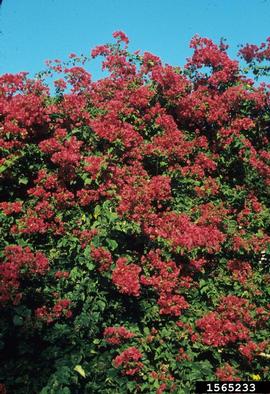 paperflower, Bougainvillea glabra  (Caryophyllales: Nyctaginaceae) - 1565233