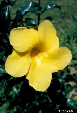 golden trumpet, Allamanda cathartica  (Gentianales: Apocynaceae) - 1565249