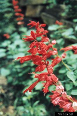 sage, Salvia spp.  (Lamiales: Lamiaceae) - 1565258