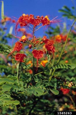 pride-of-Barbados, Caesalpinia pulcherrima  (Fabales: Fabaceae (Leguminosae)) - 1565263