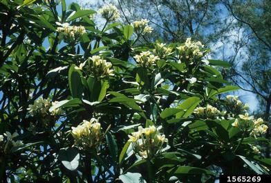 nosegaytree, Plumeria alba  (Gentianales: Apocynaceae) - 1565269