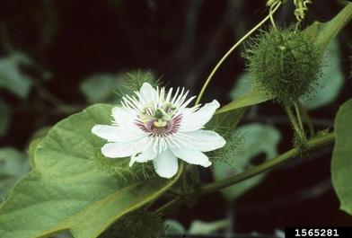 redfruit passionflower, Passiflora foetida  (Violales: Passifloraceae) - 1565281