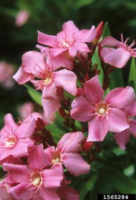 oleander, Nerium oleander  (Gentianales: Apocynaceae) - 1565284