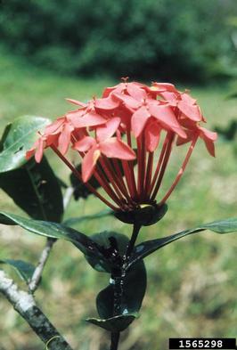 largeleaf lantana, Lantana camara  (Lamiales: Verbenaceae) - 1565298