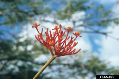 goutystalk nettlespurge, Jatropha podagrica  (Euphorbiales: Euphorbiaceae) - 1565300