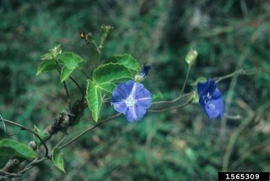 blue morningglory, Ipomoea indica  (Solanales: Convolvulaceae) - 1565309