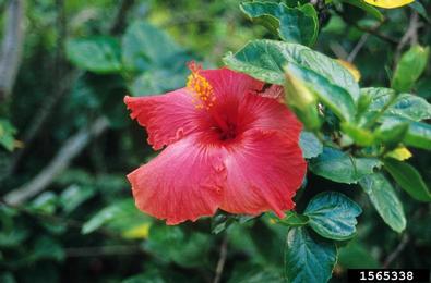 shoeblackplant, Hibiscus rosa-sinensis  (Malvales: Malvaceae) - 1565338
