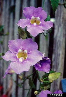 Bengal trumpet, Thunbergia grandiflora  (Scrophulariales: Acanthaceae) - 1565394