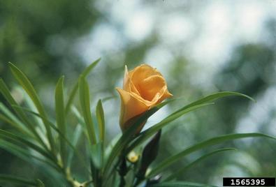 luckynut, Thevetia peruviana  (Gentianales: Apocynaceae) - 1565395