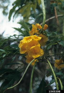 trumpetflower, Tecoma stans  (Scrophulariales: Bignoniaceae) - 1565398