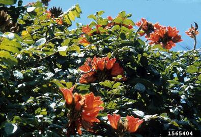African tuliptree, Spathodea campanulata  (Scrophulariales: Bignoniaceae) - 1565404