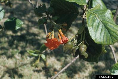 yellow 'lima, Sida fallax  (Malvales: Malvaceae) - 1565407