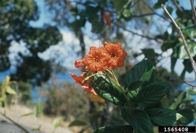 yellow 'lima, Sida fallax  (Malvales: Malvaceae) - 1565408