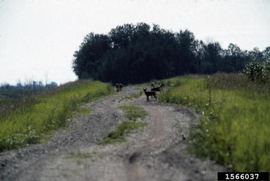 gray wolf, Canis lupus  (Carnivora: Canidae) - 1566037