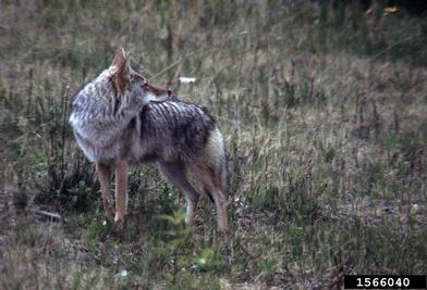 coyote, Canis latrans  (Carnivora: Canidae) - 1566040