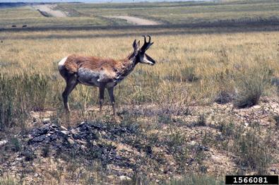 pronghorn antelope, Antilocapra americana  (Artiodactyla: Antilocapridae) - 1566081