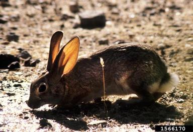 white-tailed jack rabbit, Lepus townsendii  (Lagomorpha: Leporidae) - 1566170