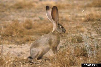 black-tailed jack rabbit, Lepus californicus  (Lagomorpha: Leporidae) - 1566171