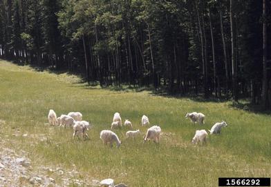 mountain goat, Oreamnos americanus  (Artiodactyla: Bovidae) - 1566292